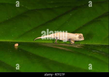 Peyrieras 'Pygmy Chameleon (Brookesia peyrierasi), juvenile, Nosy Mangabe, Madagaskar Stockfoto