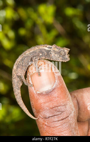 Madagassischen Dwarf Chameleon (brookesia Minima), Madagaskar Stockfoto