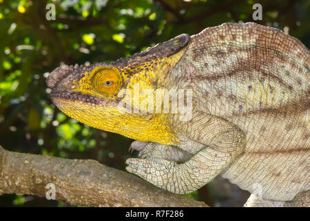 Parsons Chamäleon (Calumma Parsonii), Madagaskar Stockfoto
