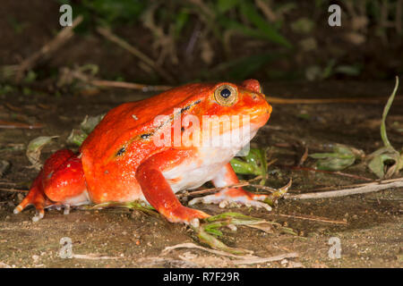 Tomatenfrosch (Dyscophus Antongilii), Madagaskar Stockfoto