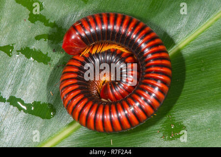 Riesen Madagaskar Tausendfüßler (Aphistogoniulus Hova), Madagaskar Stockfoto