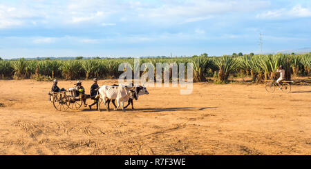 Ochsenkarren vor einem Sisal Plantation (Agave sisalana), Berenty, Tolagnaro, Küsten-region, Madagaskar Stockfoto