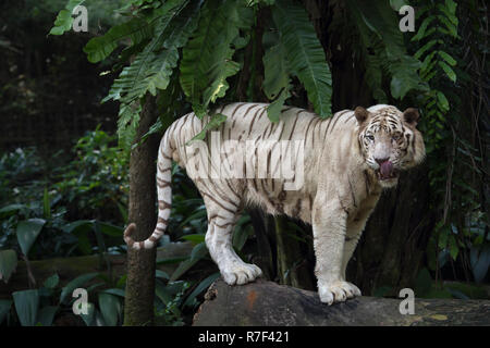 White Bengal Tiger (Panthera tigris tigris), Singapur Stockfoto