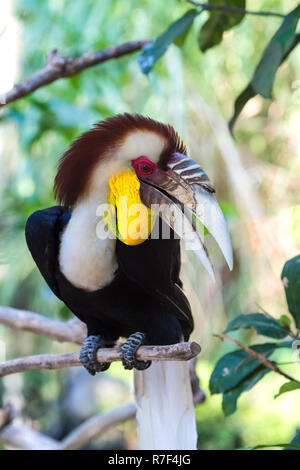 Wreathed Nashornvogel oder Bar - pouched Wreathed Nashornvogel (Rhyticeros undulatus), Bali Bird Park, Bali, Indonesien Stockfoto