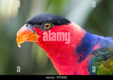 Black-capped Lory (Lorius lory), Bali Bird Park, Bali, Indonesien Stockfoto