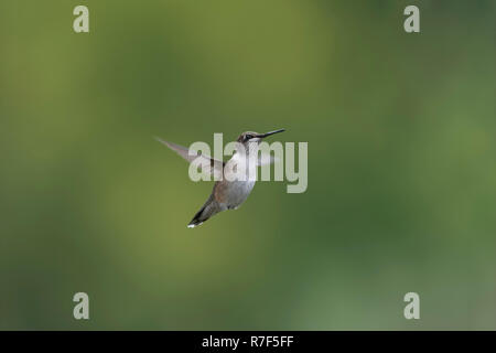 Juvenile männlichen Ruby-throated hummingbird im Flug. Stockfoto