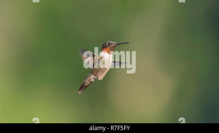 Erwachsene männliche Ruby-throated hummingbird im Flug. Stockfoto