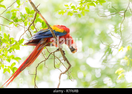 Hellrote Ara (Ara macao), große, rote, gelbe und blaue Zentral- und Südamerikanischen Papageis. Mitglied der großen Gruppe von NEOTROPISCHER Papageien, Aras. Stockfoto