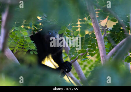 Schwarzer Brüllaffe Alouatta monotypische Gattung, in der unterfamilie Alouattinae, einer der größten der Neuen Welt Affen, Grünfutter für Essen in seinem Lebensraum Regen Stockfoto