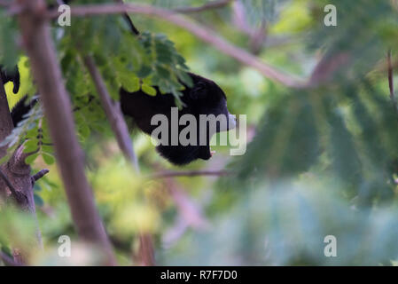 Schwarzer Brüllaffe Alouatta monotypische Gattung, in der unterfamilie Alouattinae, einer der größten der Neuen Welt Affen, Anrufe auf seine Truppe Gehilfen in seinem Haus. Stockfoto