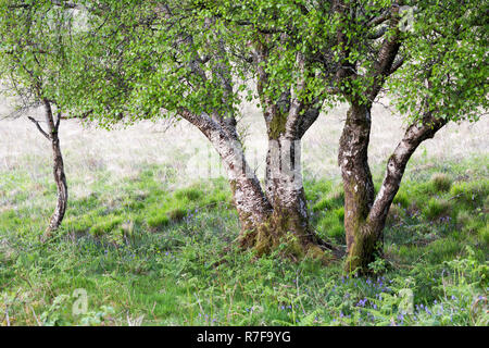 Eine kleine Baumgruppe aus Silber Birken am Rand der Wiese, in der Nähe von Grasspoint, Mull, Isle of Mull, Argyll und Bute, Schottland Stockfoto