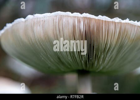 Genießbare Sonnenschirm Pilz (Macrolepiota procera) Ansicht von Unten Stockfoto