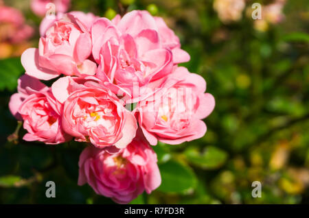 Die Fee Rosen in Makro Nahaufnahme Rosa, einem wunderschönen Garten Rose (rosa polyantha) Stockfoto