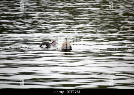Sea Otter, Zeballos, Vancouver Island Stockfoto