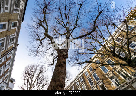 London Platanen säumen die Straßen auf Marloes Rd, Kensington, London. W8 6LG Stockfoto