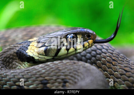 Erwachsenen Ringelnatter Zunge streichen. Dorset, UK April Stockfoto