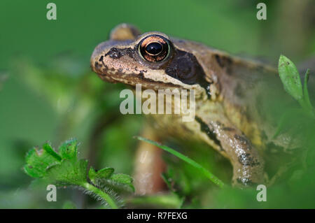 Grasfrosch Stockfoto