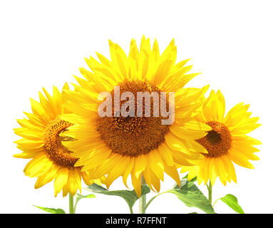 Drei Sonnenblumen. Auf weissem Hintergrund Stockfoto