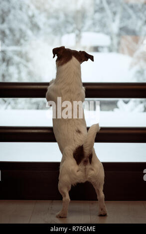 Hund suchen durch das Fenster an der Märchen snowy Anzeigen warten auf Besitzer Stockfoto