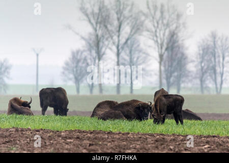 Bison auf einem Feld in der Puszcza Knyszyńska, Wisente in der knyszyńska Wald, Polen, wilde Tiere Stockfoto