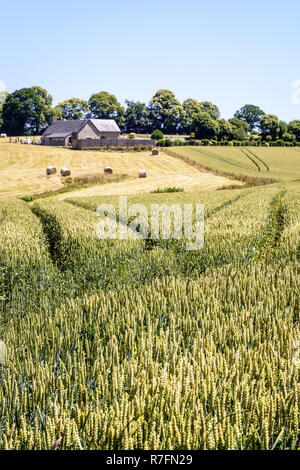 Hügelige Landschaft mit einem Feld von Weizen, einen Bauernhof und Rundballen Stroh in die Landschaft der Normandie unter einem hellen Sommer Sonnenlicht. Stockfoto