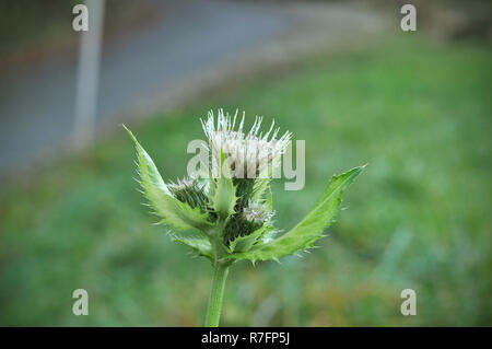 Knospen der gemeinsamen Thistle, Speer Thistle (Cirsium vulgare) mit Tau in der Nähe des Waldes in einem morgen Herbst Tag abgedeckt Stockfoto