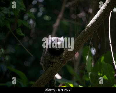 Common Marmoset Klettern ein Zweig tief in einem tropischen Regenwald in Brasilien. Stockfoto