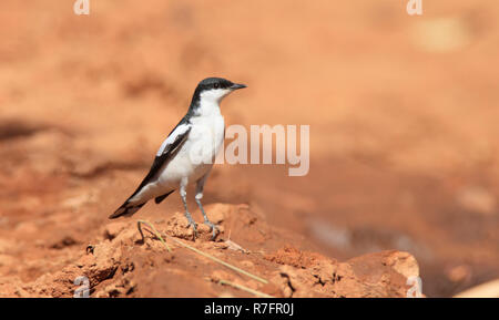 Eine White-winged Triller, Lalage Tricolour, Männchen bei der Paarung Gefieder in westlichen Queensland Australien. Stockfoto