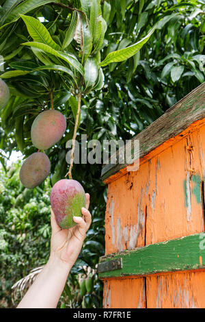 Miami Florida, Davie, Bob Roth's New River Groves, Obststand am Straßenrand, lokale Produkte, Mango, Baum, Obstgarten, handgreifend, tropisch, FL090527092 Stockfoto