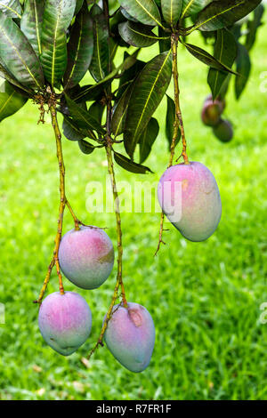 Miami Florida, Davie, Bob Roth's New River Wasserhaine, Obststand am Straßenrand, lokale Produkte, Landwirtschaft, Mangobäume, Zweig, tropisch, Besucher Stockfoto