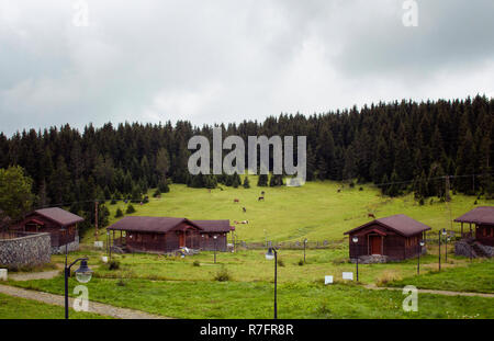 Blick auf Holz- Hochplateau Häuser durch Kiefernwald bei Nebel umgeben. Kühe grasen auf Gras Feld. Es ist in Trabzon/Rize Bereich erfasst Stockfoto