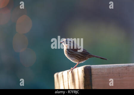 Braun Song sparrow in Vancouver BC Kanada. Stockfoto
