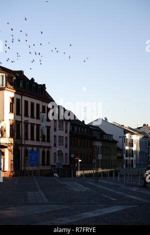 Eine Herde von Tauben fliegen auf dem Schlossplatz in Aschaffenburg vor dem Mond. Stockfoto