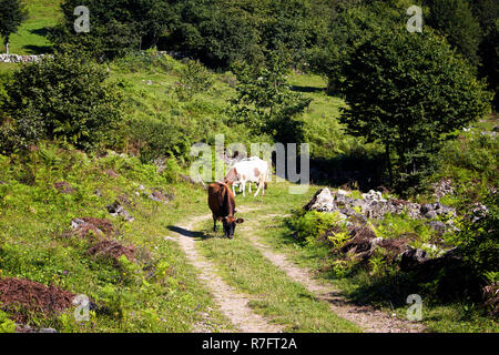 Blick auf Kühe auf einer Straße bei hohen Plateau. Das Bild wird in Trabzon/Rize Bereich der Schwarzmeerregion im Nordosten der Türkei erfasst. Stockfoto