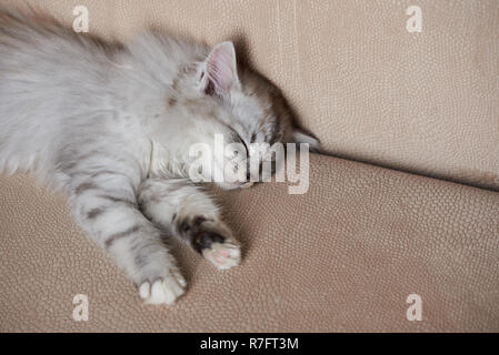 Süß schlafen kleine Katze auf braunem Sofa. Farbe Grau kitty Schlaf auf der Couch Stockfoto