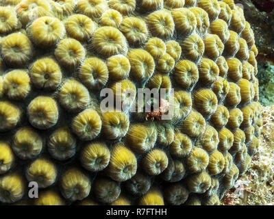 Blenny versteckt im Korallenriff - Barrier Reef, Cozumel, Mexiko Stockfoto