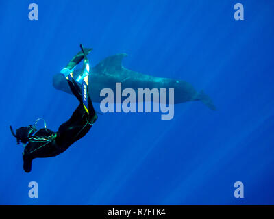 Schnorcheln mit Grindwal in Oahu, Hawaii Boat Tour Stockfoto