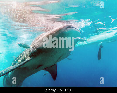 Schwimmen mit Walhaien in Oslob, Cebu, Philippinen Stockfoto