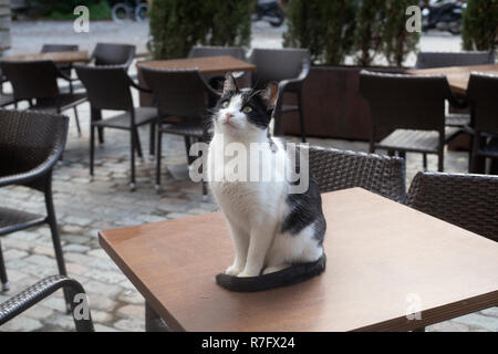 Katze sitzt am Tisch im Café draußen in Girona, Spanien Stockfoto