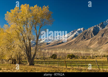 Mt Humphreys in der östlichen Sierra Nevada und cottonwood Bäumen im Herbst Laub, Round Valley in der Nähe von Bishop, Kalifornien, USA Stockfoto