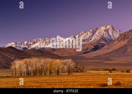 Mt Humphreys in der östlichen Sierra Nevada und Cottonwood Bäume bei Sonnenaufgang im Herbst in Round Valley in der Nähe von Bishop, Kalifornien, USA Stockfoto