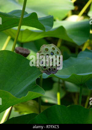 Lotus Stockfoto