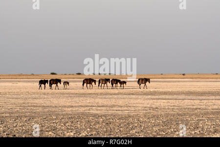 Pferde auf Makgadikgadi Pan, Pan Nwetwe in Botsuana Stockfoto