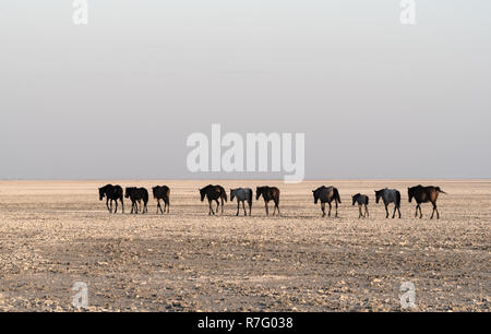 Pferde auf Makgadikgadi Pan, Pan Nwetwe in Botsuana Stockfoto