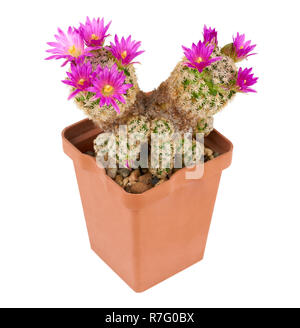 Blühende rosa Blüten Kaktus im Blumentopf isoliert auf weißem Stockfoto