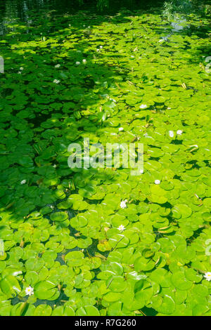 Weiße Seerose Nymphaea alba Nummer 3730 Stockfoto