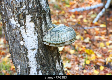 Alten toten Birke im Wald mit einem wachsenden Pilz. Stockfoto