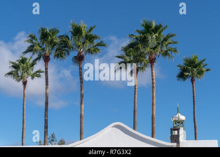 Kanarische Insel Palme, Lanzarote, Kanarische Inseln, Spanien Stockfoto