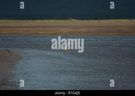 Graureiher auf Blackrock Sands Stockfoto