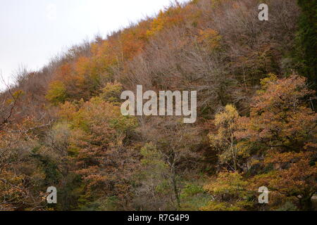 Herbstfarben im Coed y Brenin, Snowdonia National Park Stockfoto